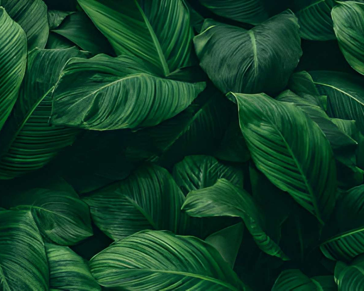 Plant-Powered Skincare: Why Vegan Formulas Matter